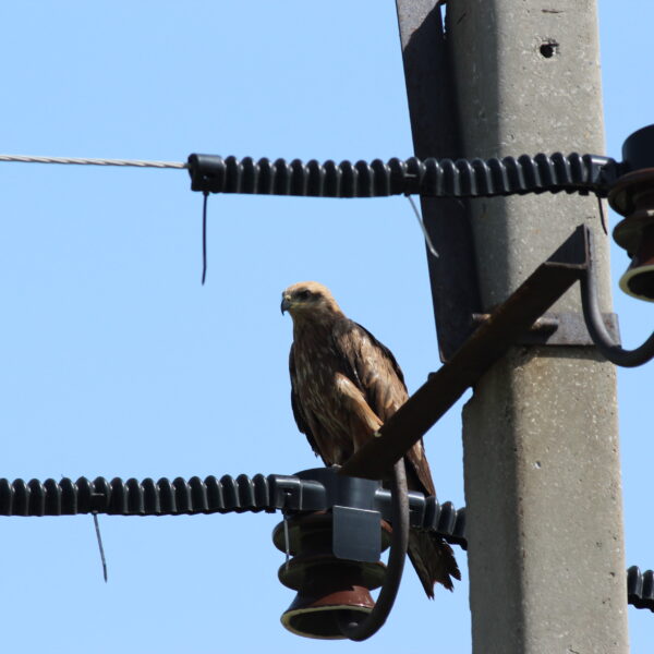 Птицезащитные устройства